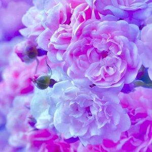 Meet your Posher, Roseann